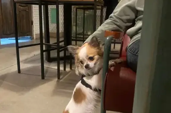 Пропала собака, 15-я Парковая 45, Москва - photo