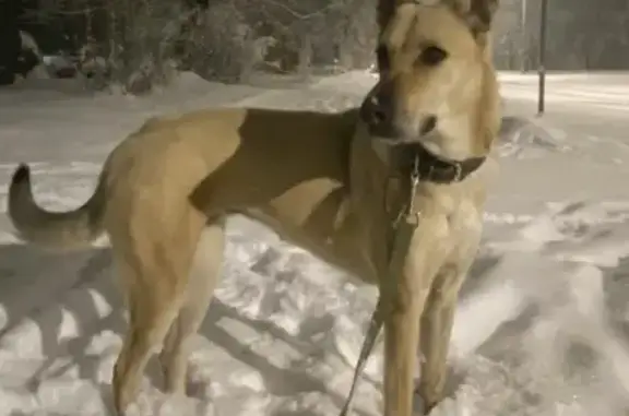 Пропала собака на ул. Яна Фабрициуса, 15 - photo