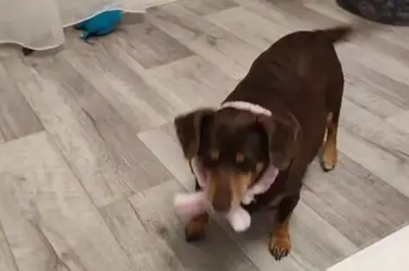 Пропала такса, Ханты-Мансийская 45 - photo