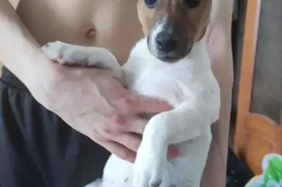 Пропала собака, ул. Патриотов, Кемерово - photo