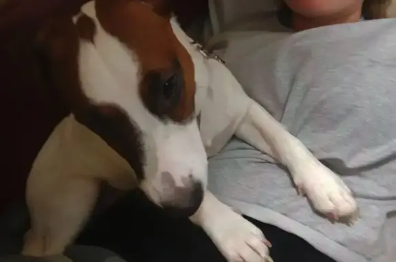 Пропала собака на Спортивной, 6А, Братск - photo