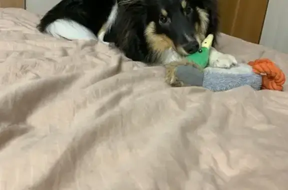 Пропала собака, ул. Бубнова, 12, Куса - photo