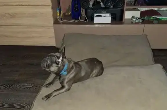 Пропала собака в Новокузнецке, Кемерово - photo