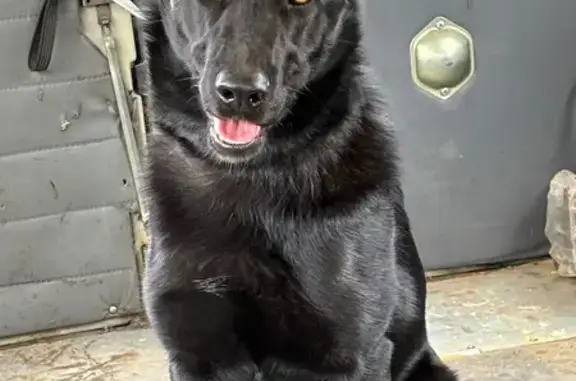 Пропала собака, 3-я Палубная, 6, Пермь - photo