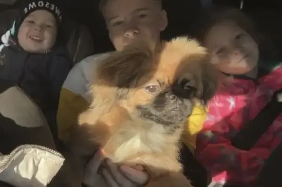 Собаки потеряшки, Челябинск, фото: Потеряшка собака, ул. Духова 29, Челябинск