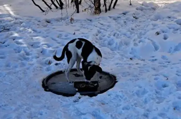 Найдена собака, Иркутск, фото: Собака найдена: Украинская ул, 10, Иркутск