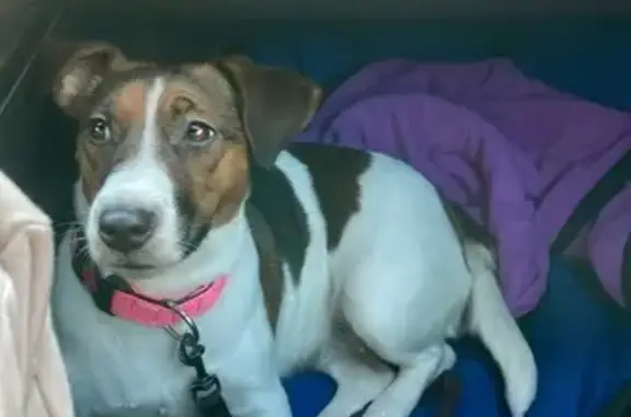 Пропала собака, Нефтекамск, Дорожная 15А - photo