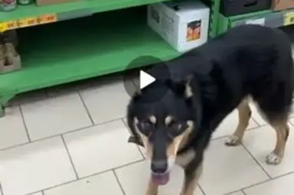 Собаки потеряшки, Ивановка, фото: Потеряшка собака, Ильинское ш., Ивановка