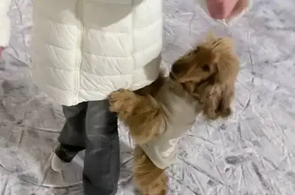 Пропала собака, Георгиевская ул. 1, Моск. - photo