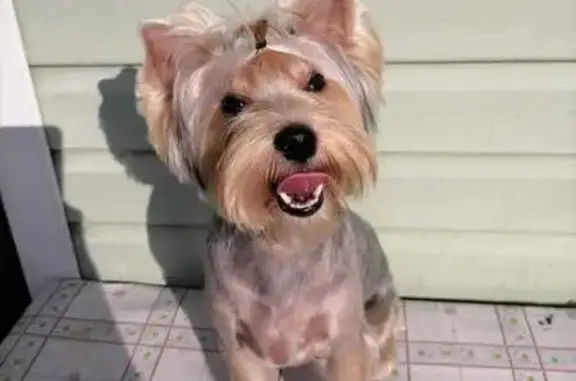 Потерянные животные Мыски, фото: Пропала собака в Мысках, Красный пер., 21