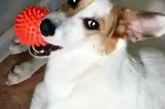 Пропала собака, ул. Зорге, 68, Новосибирск - photo