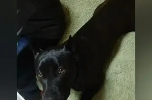 Пропала собака, Ватутина 73, Сызрань - photo