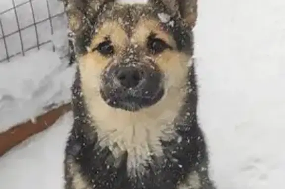 Пропала собака, Садовая ул. 41, Курган - photo