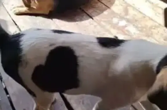 Пропала собака, ул. Агидель, Зирганский - photo