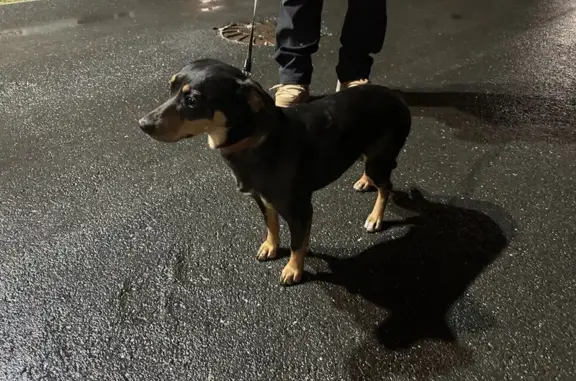 Пропала собака, ул. Митинского 4, Тюмень - photo