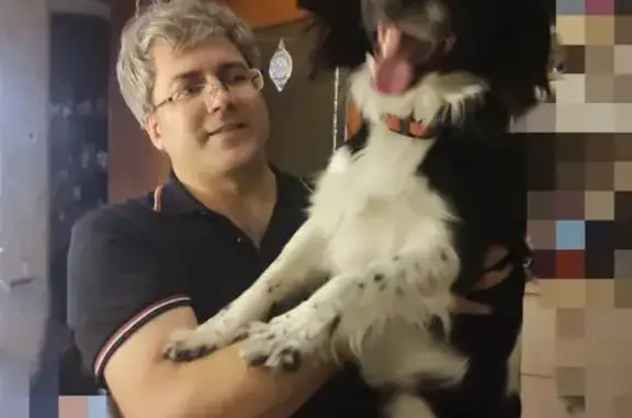 Пропал пёс Мартин, Лесная ул., Грязновское - photo