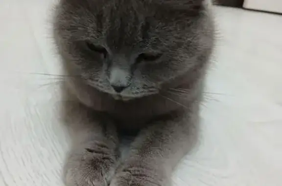 Найдена кошка, Шушенское, фото: Кошка найдена у подъезда 10Б, Шушенское