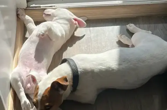 Пропала собака, Ленинградская 64, Вологда - photo