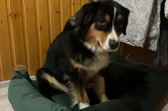 Пропала собака, ул. Юл Урам, Казань - photo