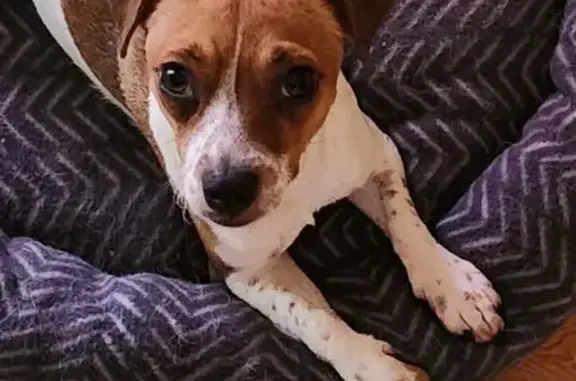 Собаки потеряшки, Москва, фото: Потеряшка собака у ЖК Богородский, Москва