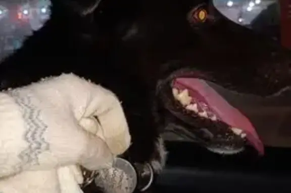 Собака найдена у д. Солова, Лазаревское - photo