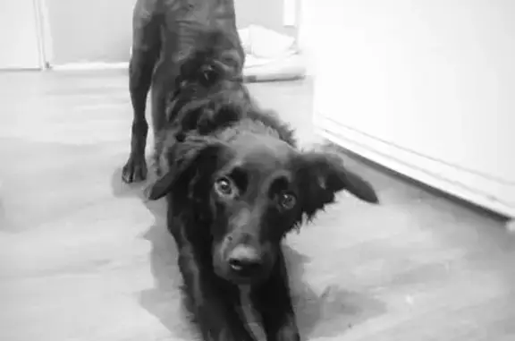 Пропала собака, Квартальная ул., Тельмана - photo