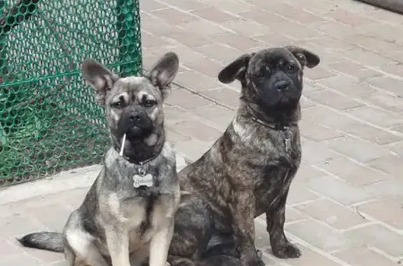 Собаки потеряшки, Таганрог, фото: Потеряшка собака на 3-й линии, 134, Таганрог