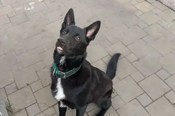 Собаки потеряшки, Новороссийск, фото: Потеряшка собака, Мефодиевская ул., Новороссийск