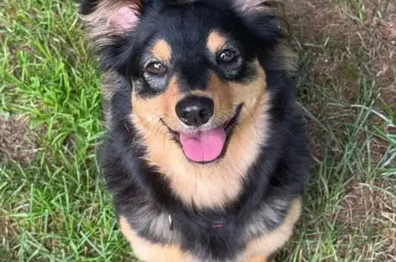 Собаки потеряшки, Путилково, фото: Потеряшка собака, Путилково, 9 с1