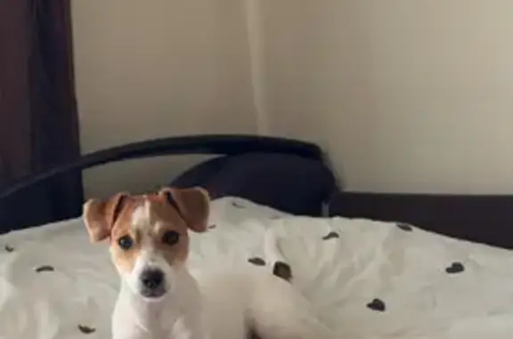 Пропала собака, Сосновка, Кировская обл. - photo