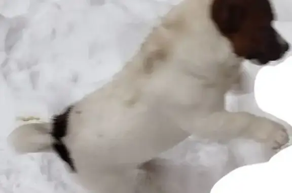 Найдена собака, Тюмень, фото: Найден щенок на Паровозной улице, 16