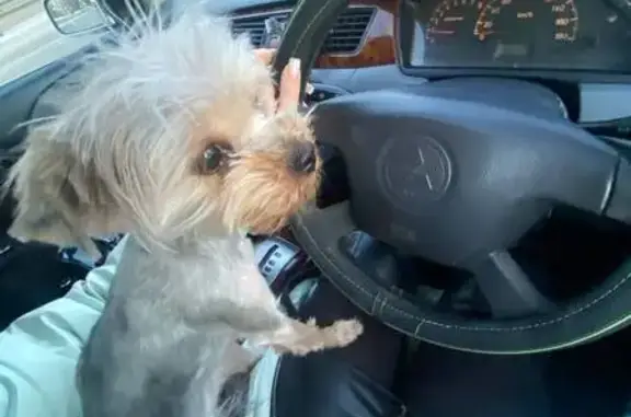 Собаки потеряшки, Иркутск, фото: Потеряшка собака на ул. Сеченова, Иркутск