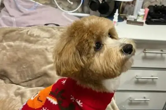 Пропала собака на Лесной улице, Сочи - photo