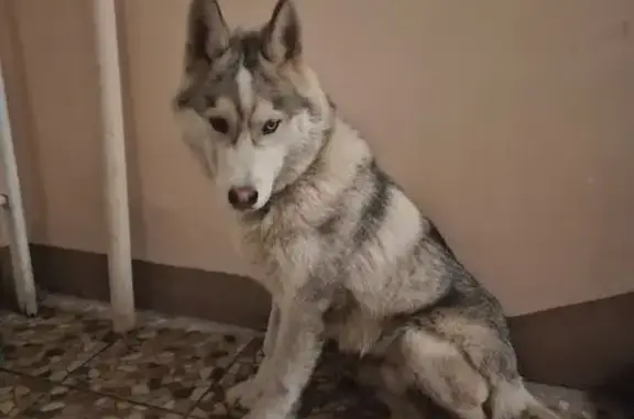 Найдена собака, Химки, фото: Хаски найден у гаражей, ул. Пожарского, с22