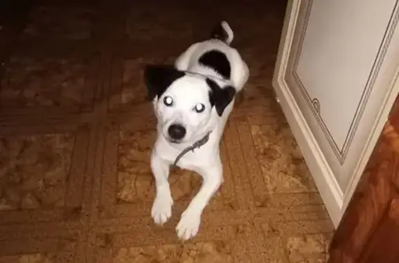 Пропала собака, Ашхабадский пер. 25А - photo