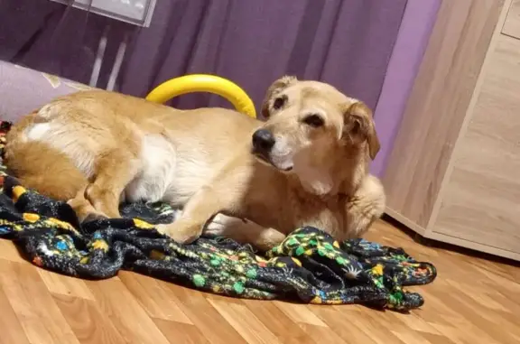 Пропала собака в Тоншалово, Вологда - photo