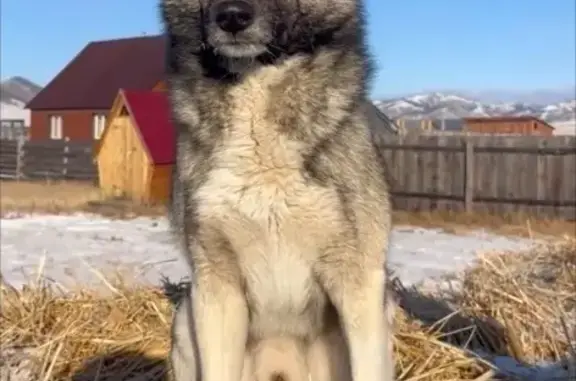 Собаки потеряшки, Горно-Алтайск, фото: Потеряшка собака, Мостовой пер., Горно-Алтайск