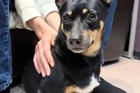 Найдена собака, Кокошкино, фото: Собака найдена, Киевское шоссе, Москва