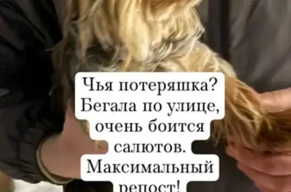 Найдена собака, Курган, фото: Йоркширский терьер найден, Радионова 58