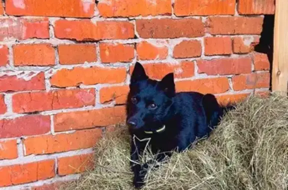 Пропала собака, ул. Молдагуловой, 12 к3 - photo