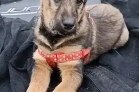 Пропала собака, ул. Лётчика Бринько, 7 - photo