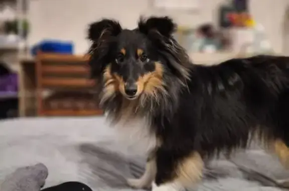 Пропала собака, ул. Энтузиастов 2А/3 - photo