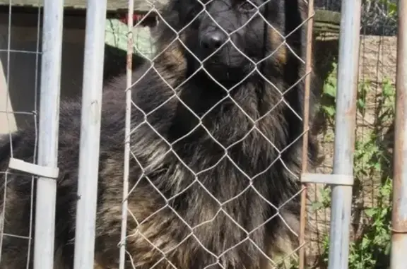 Пропала собака в Маршальском, Калининград - photo