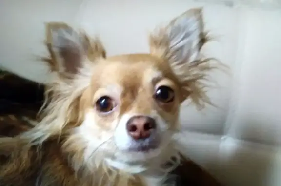 Пропала чихуахуа, ул. Ворошилова, Серпухов - photo