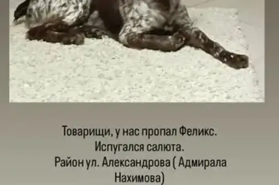 Пропала собака, Красный Волгарь 4, Астрахань - photo