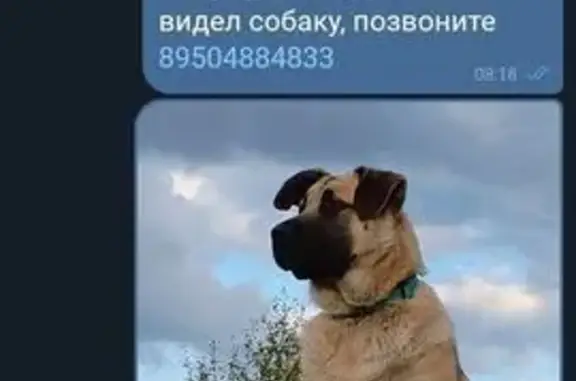 Пропала собака, пр. Менделеева, Тобольск - photo