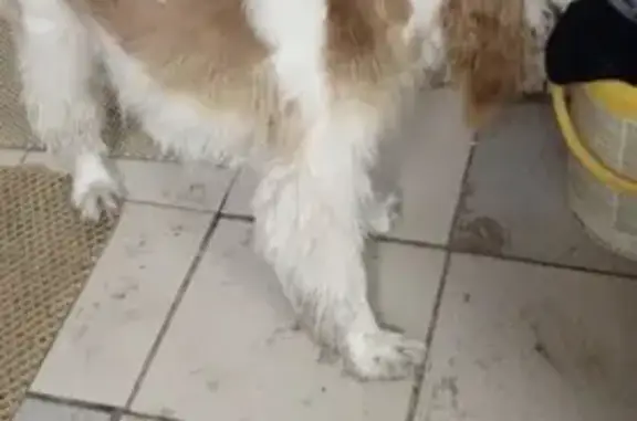 Найдена собака, Красноярск, фото: Собака найдена, ул. Терешковой, Крск.