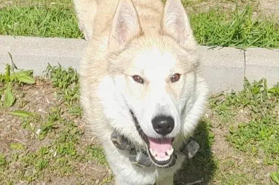 Пропала собака, ул. Д. Ульянова 6к1с1 - photo