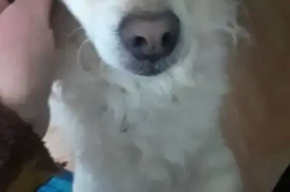 Найдена собака, Северск, фото: Северск: найдена собака на Коммунистическом