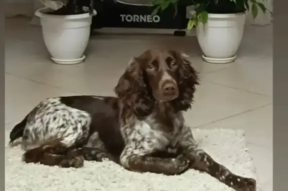 Пропала собака, пер. Красный Волгарь, 5 - photo